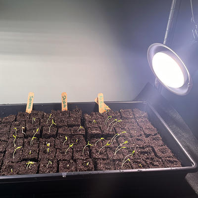 Using Grow Light