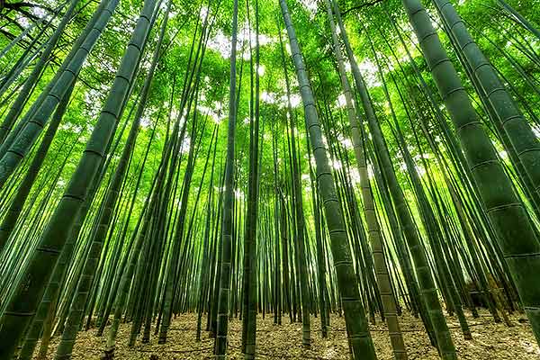 Tips for Effective Bamboo Control with Root Barriers