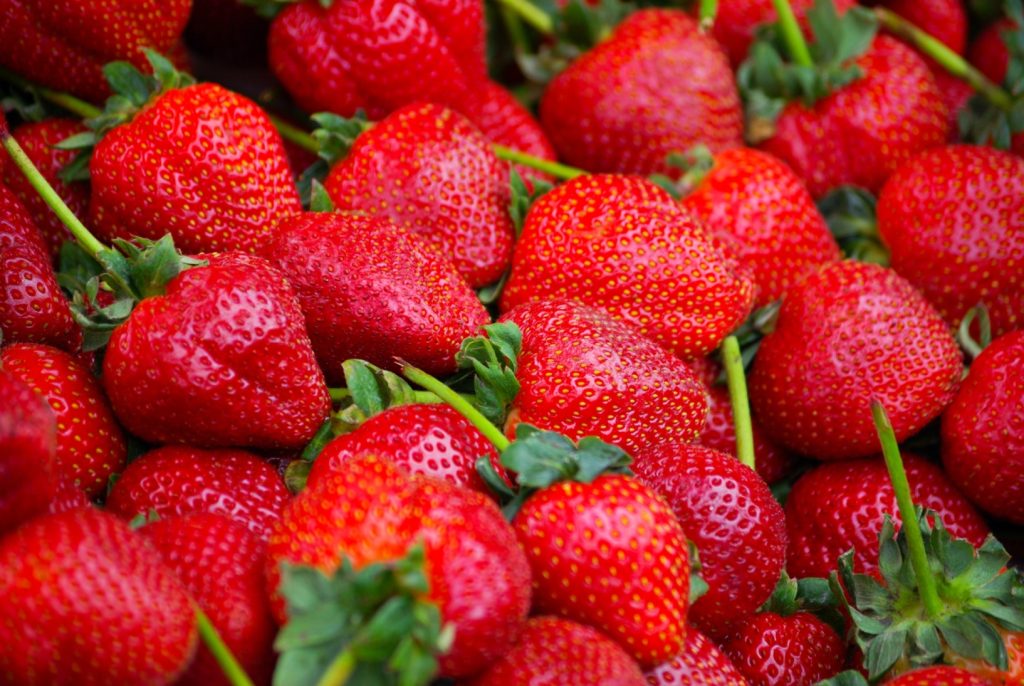 Using Strawberry Runners as Starting Point for New Plants