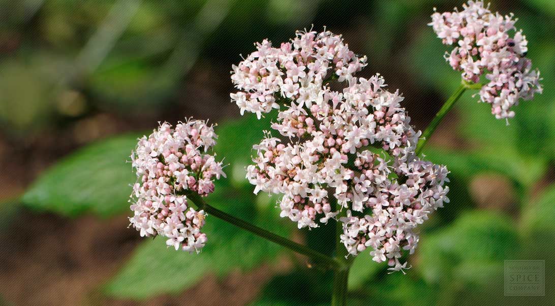 Valerian