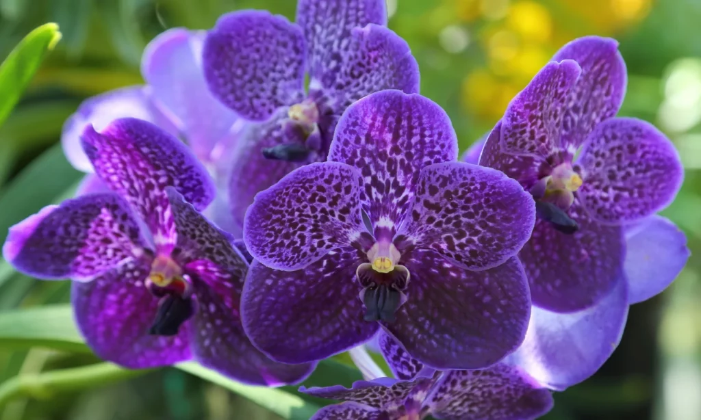 Vanda Orchids