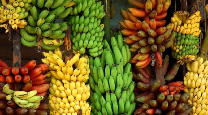 Varieties of Banana Plants