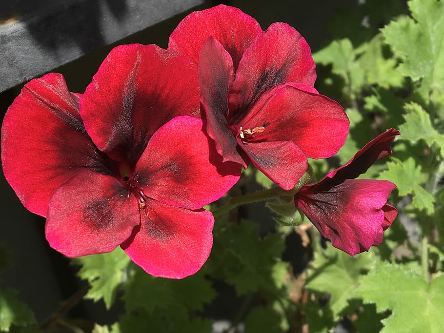 Varieties of Pelargonium Citrosum 'Citronella' Plant