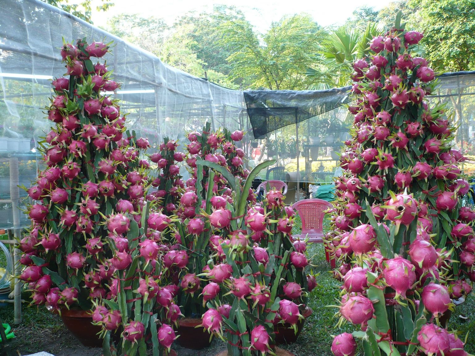 Varieties of The Dragon Fruit