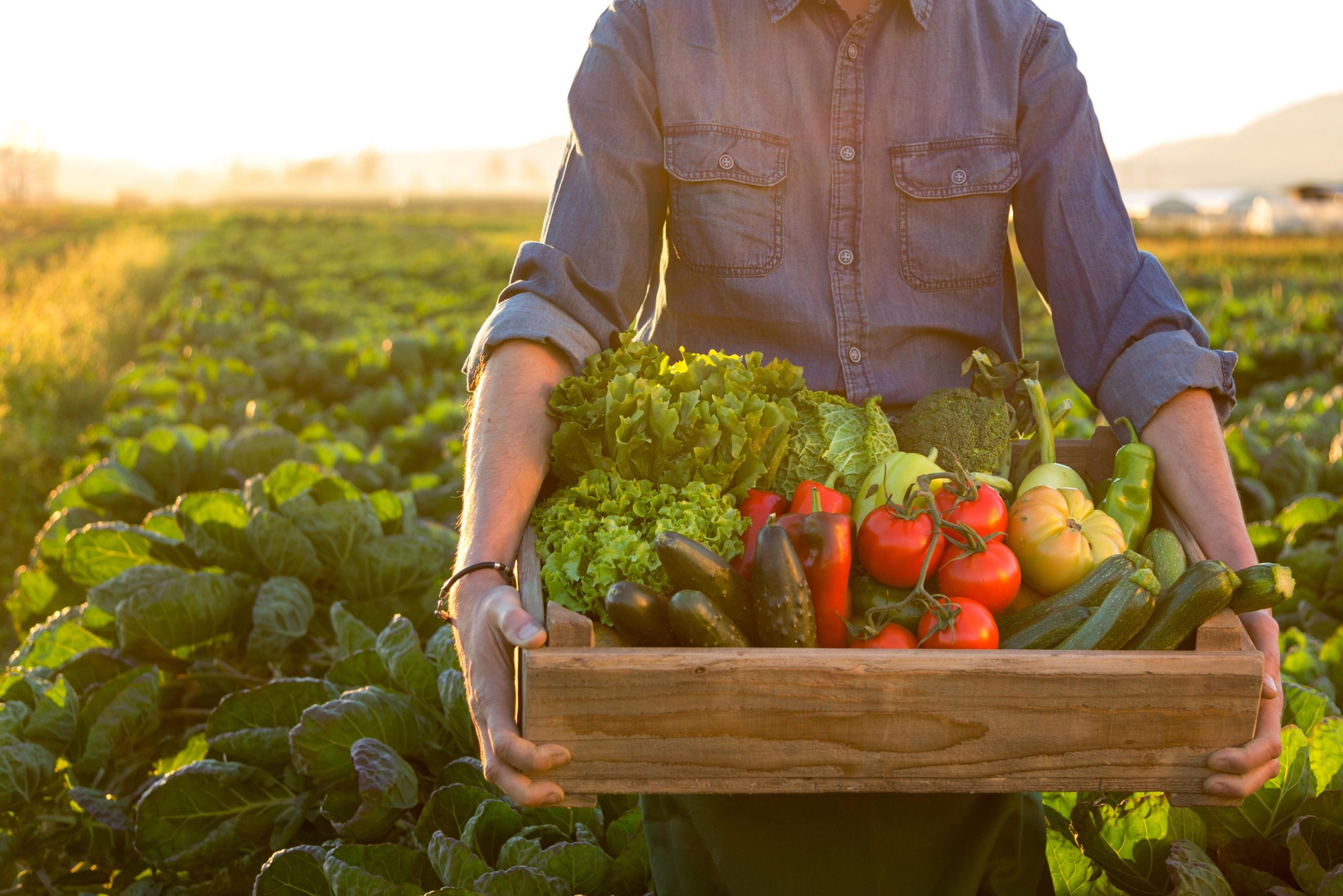 Month-by-Month Vegetable Planting Guide for UK