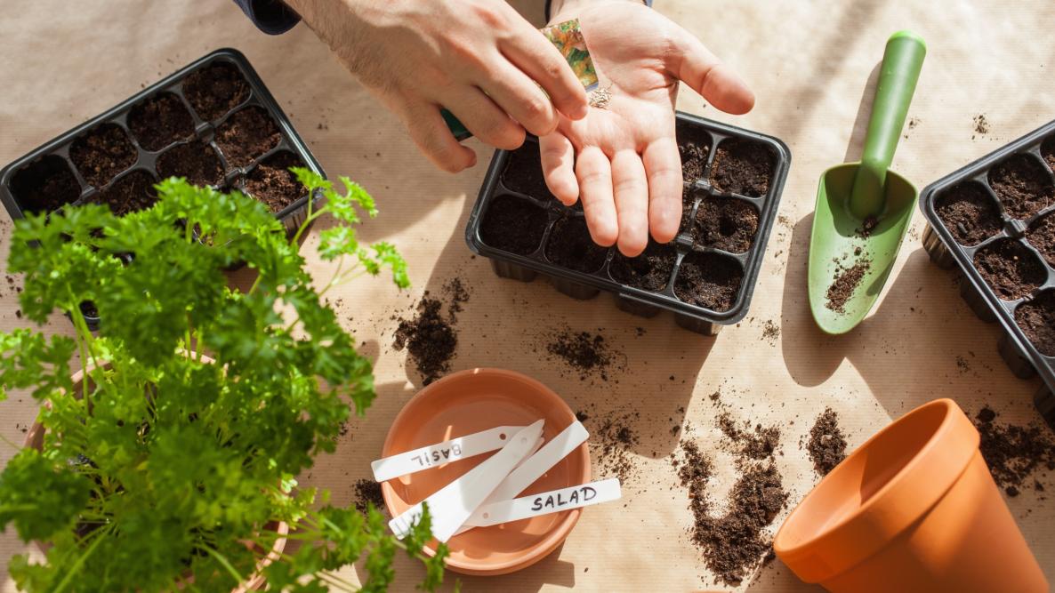 The Top 10 Vegetables You Should Plant in August [UK]