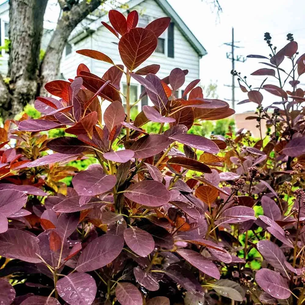 Velvety Smokebush or Royal Purple .jpg