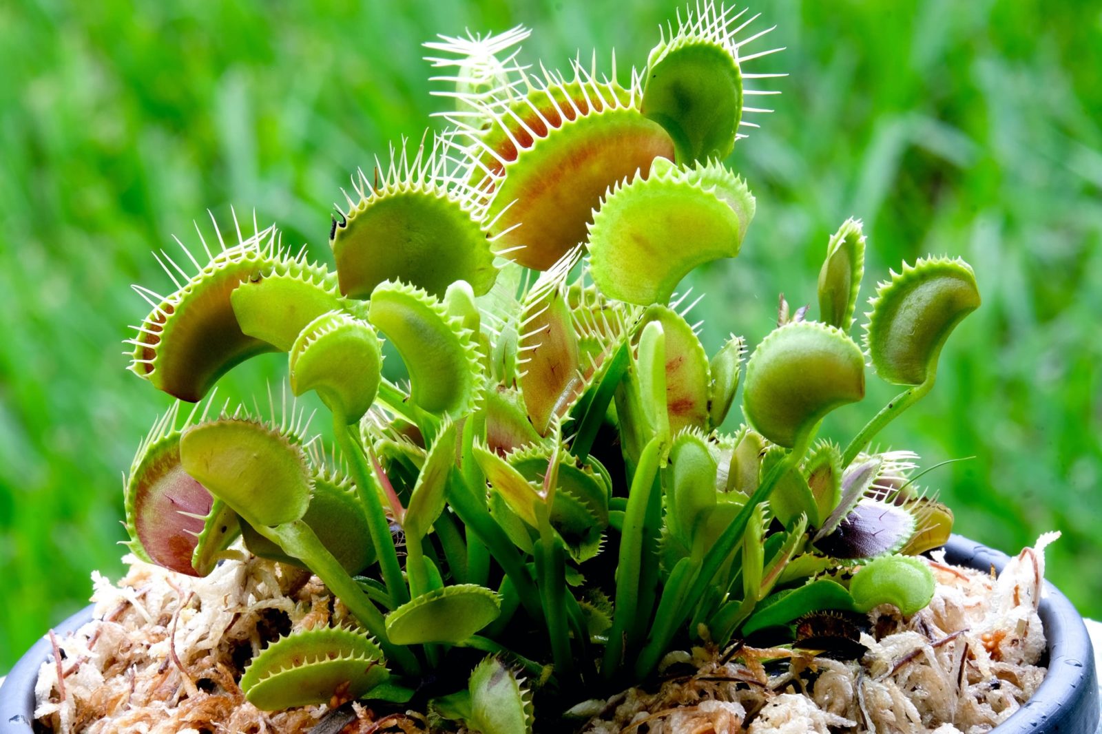 Venus Fly Trap Caring Guide & Growing Tips in the UK 