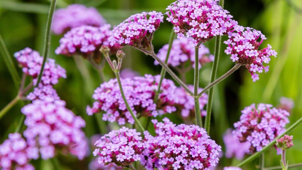 Verbena