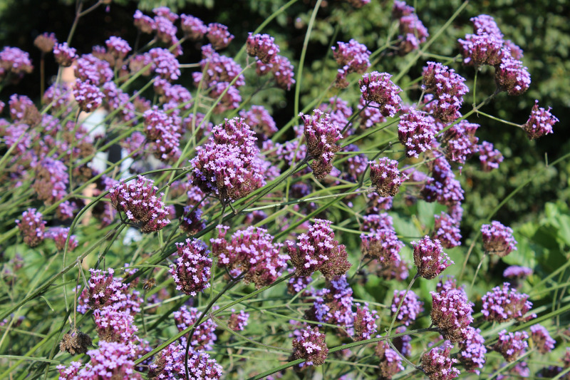 Verbena Pruning of Bedding Types