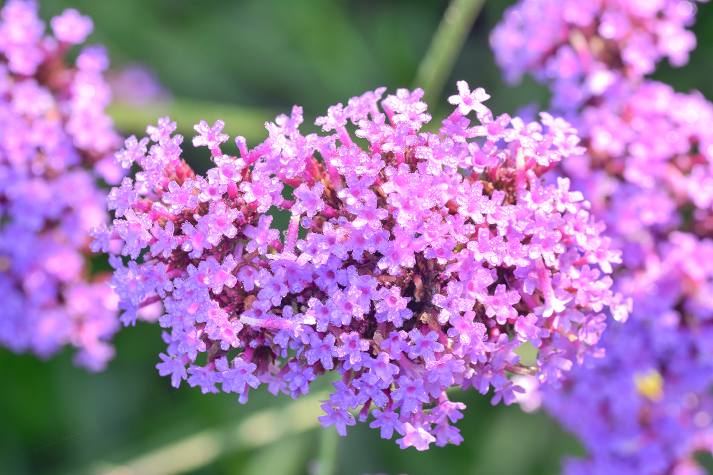 Verbena