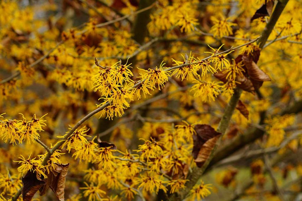 Vernal Witch Hazel