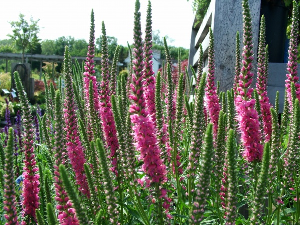 Veronica Spicata ‘Red Fox’