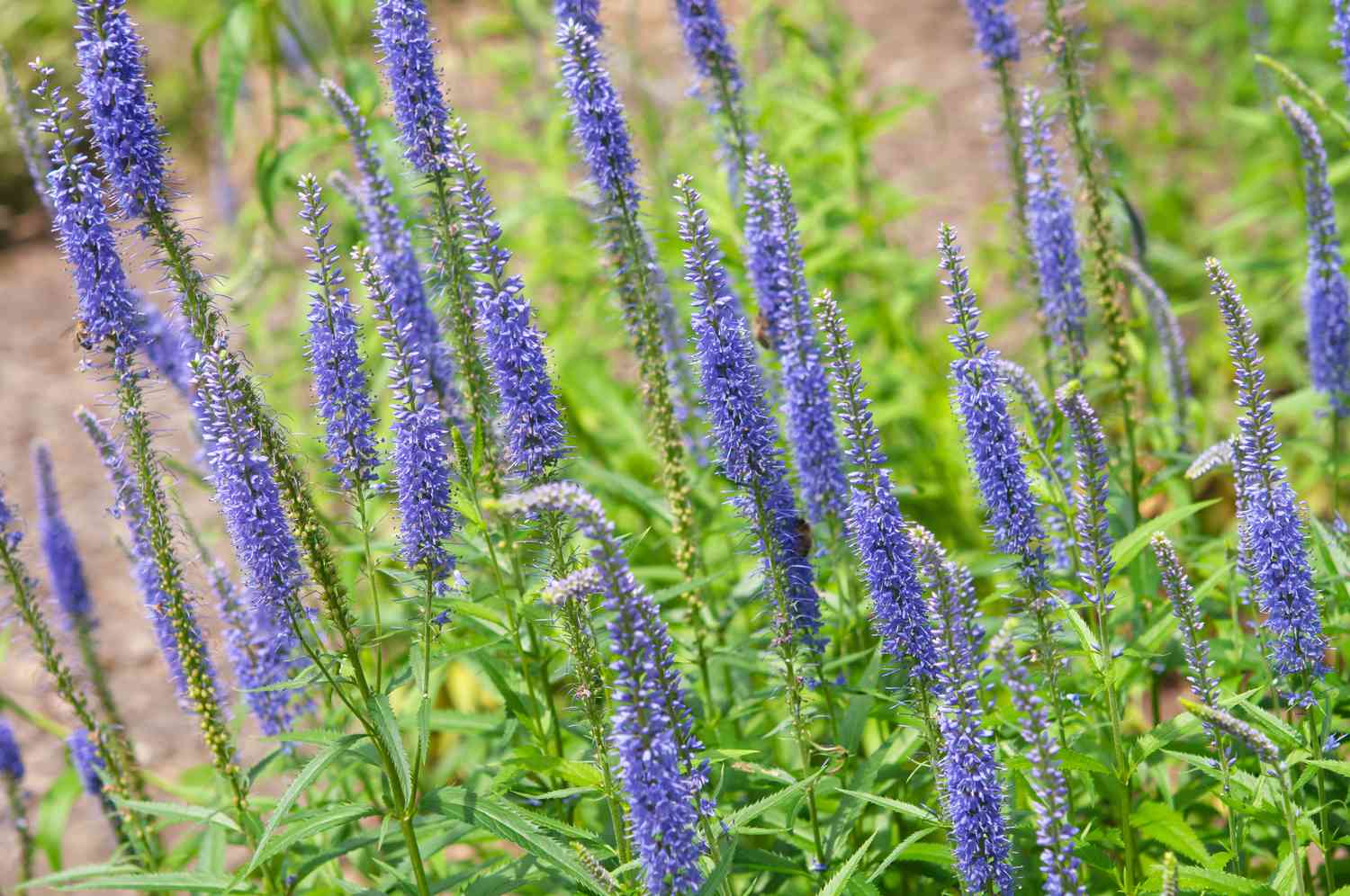 Veronica Spicata