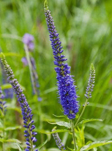 Veronica longifolia ‘Blue Giant’