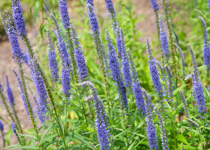 Veronica or Spike Speedwell