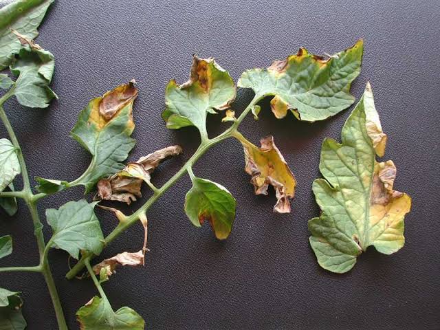 Verticillium Wilt