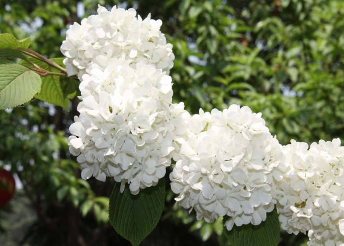 Viburnum