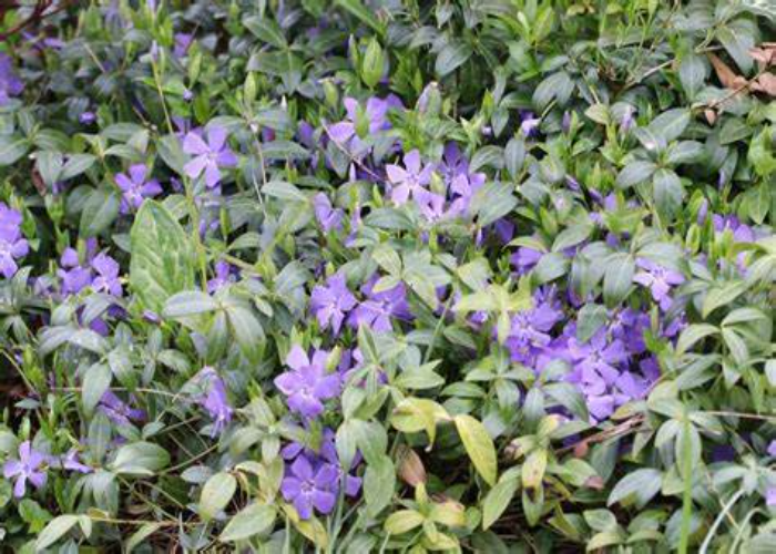 Vinca (Periwinkle)