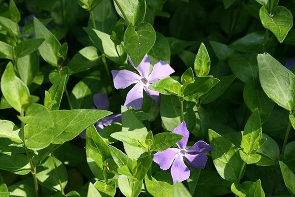 Vinca