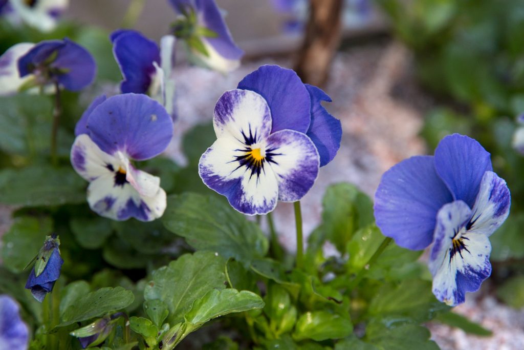 Violas