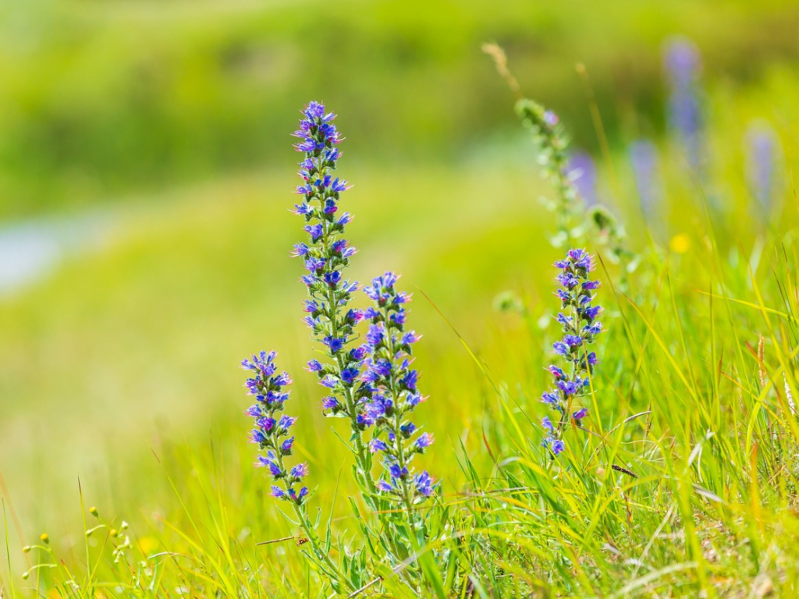 Viper’s Bugloss