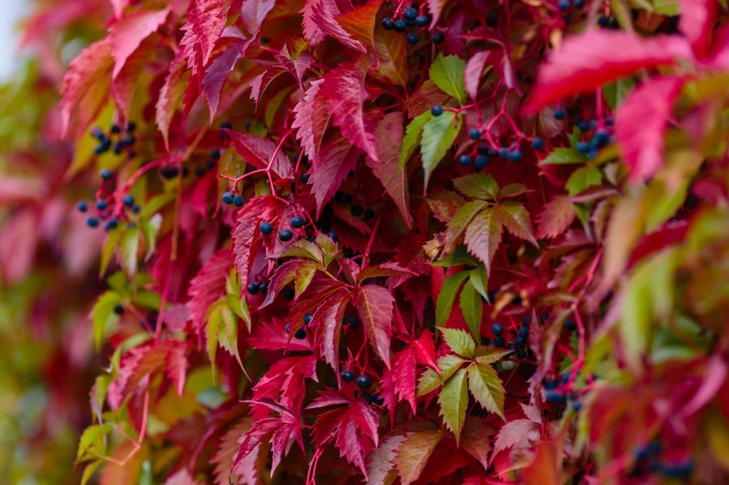 Virginia Creeper