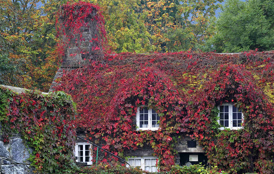 Virginia Creeper