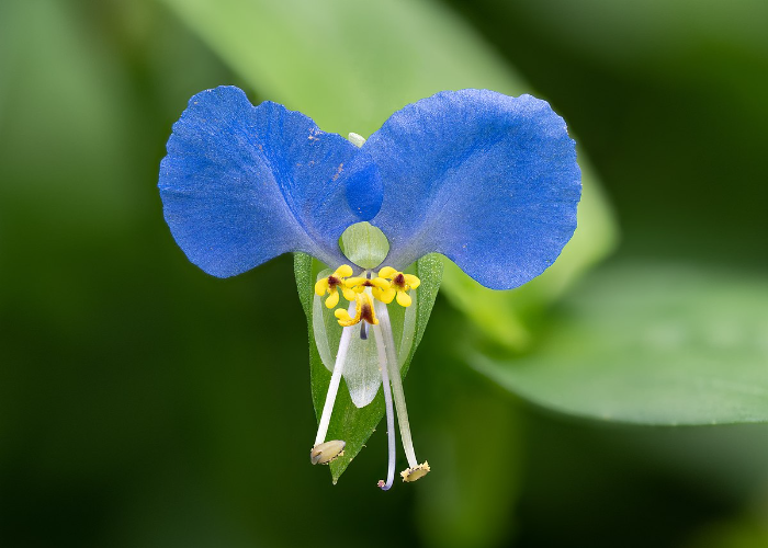 Virginia Dayflower