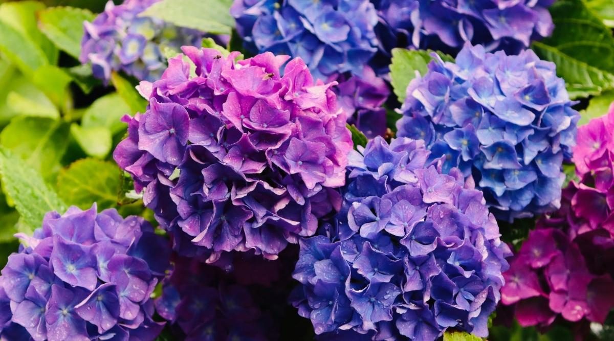 25 Eye-Catching Purple Flowering Plants for Your Garden