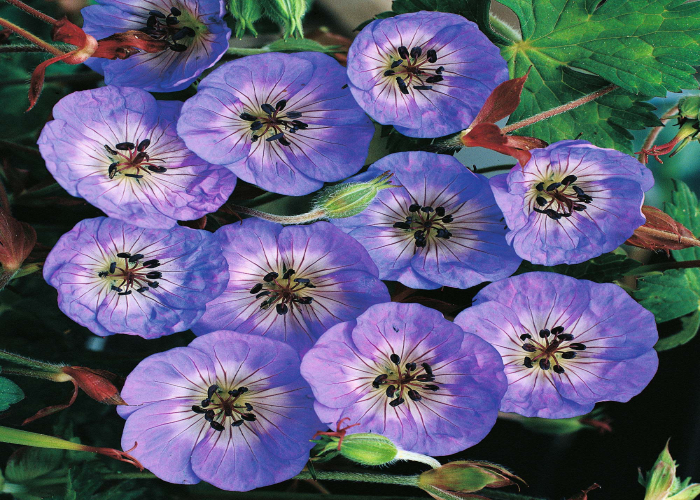 Wallichianum ‘Buxton Blue’