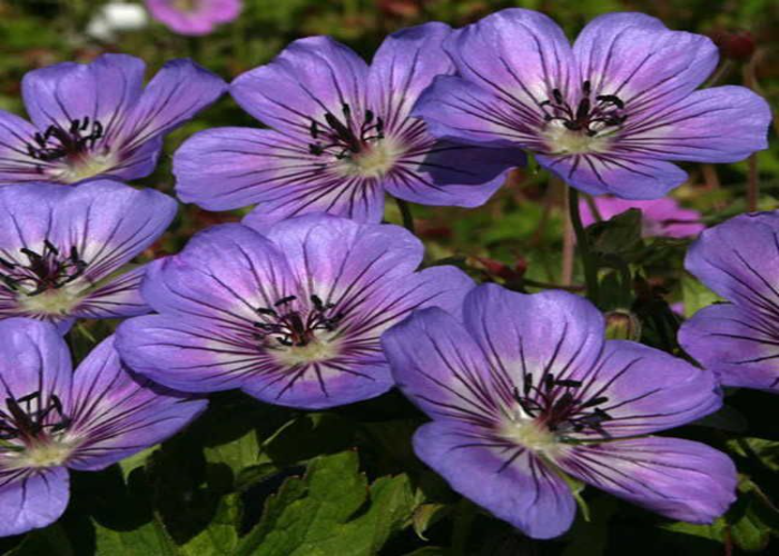 Wallichianum ‘Havana Blues’