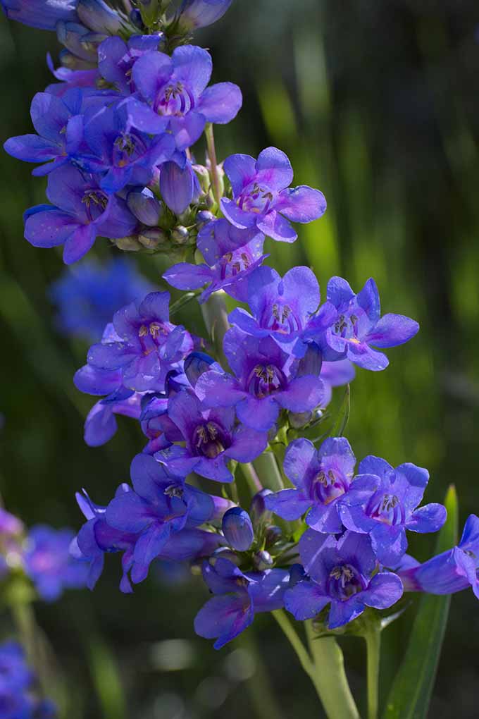 Wasatch Gentian