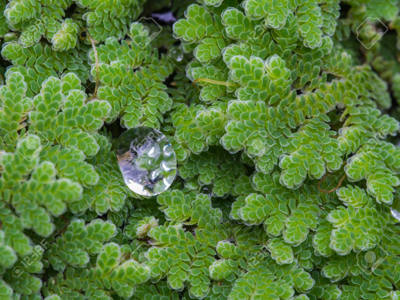 Water Drop on Water Fern