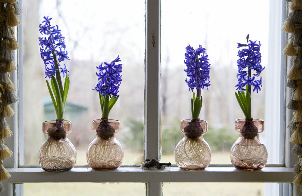 Water Hyacinths to Prevent Root Rot