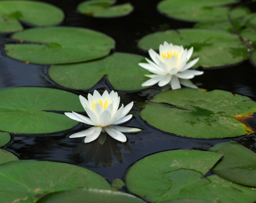 Water Lily.