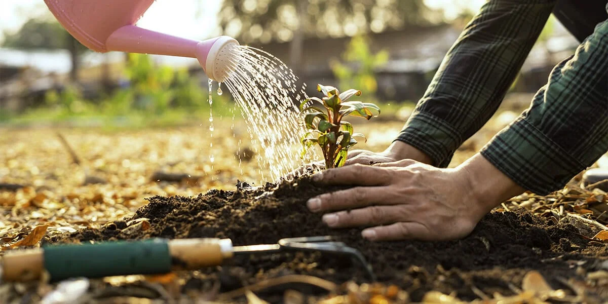 Water Thoroughly After Planting.jpg