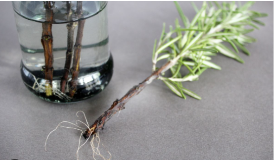 Water-based roots