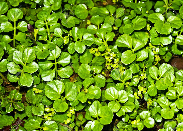 Watercress (Nasturtium Officinale)