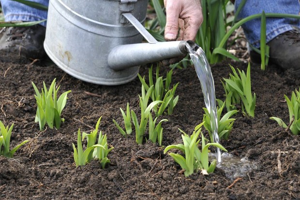 Watering