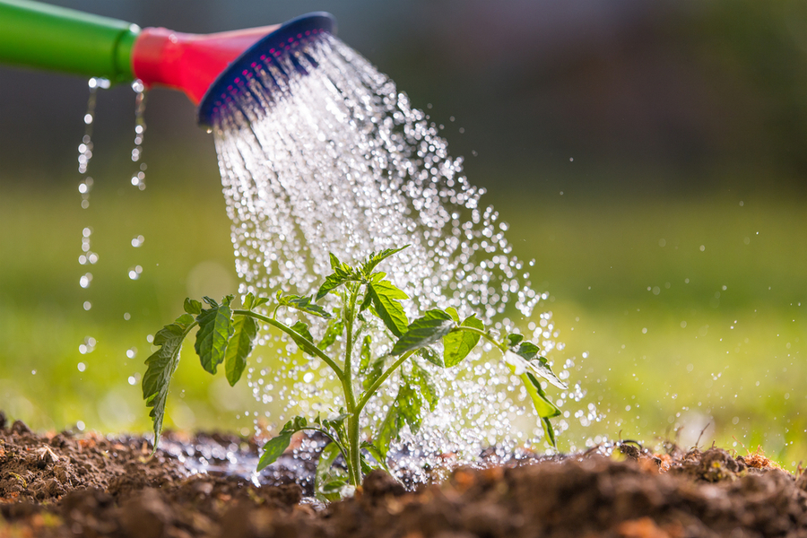 Watering