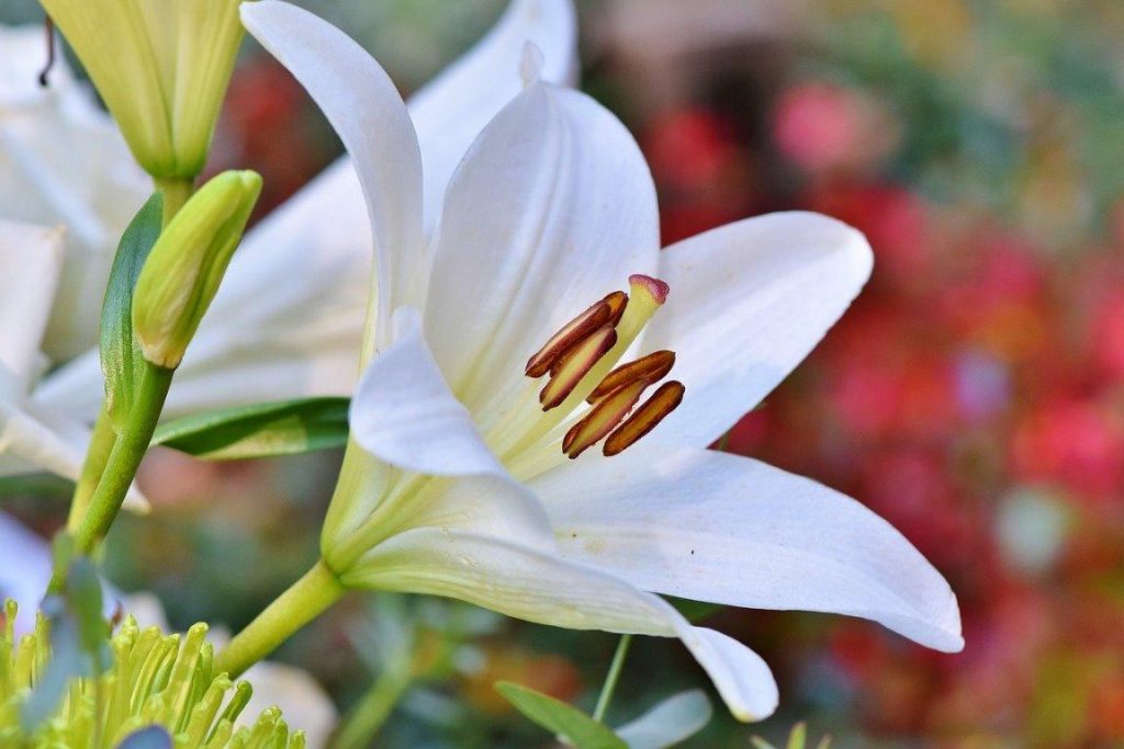 Watering Asiatic Lilies