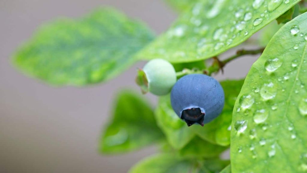 Watering, Fertilizing, and Pruning Blueberry Plants in Pots