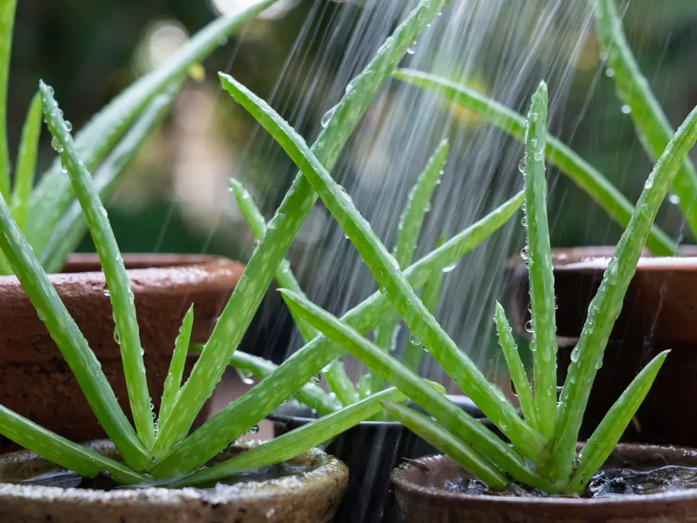 Watering For Potted Aloe Vera Plants