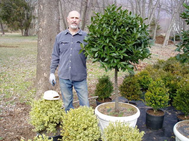 Watering Laurus Nobilis