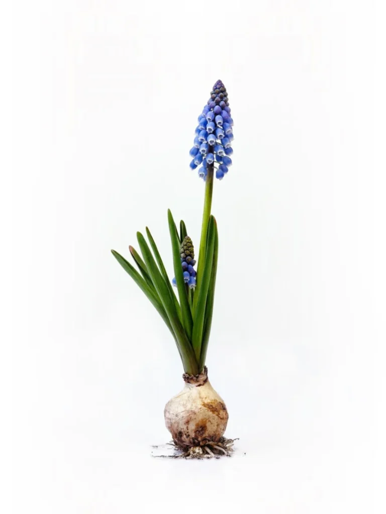 Watering Muscari