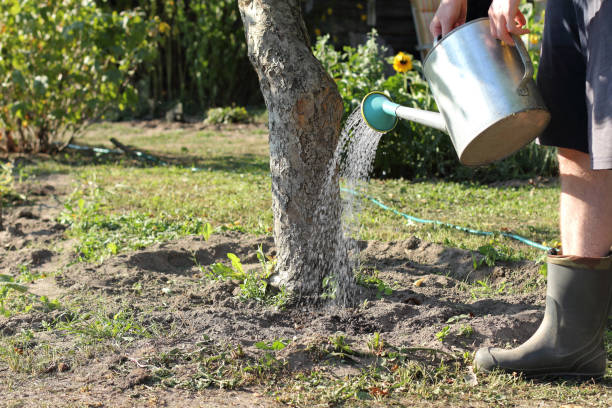 Watering The Apple Tree