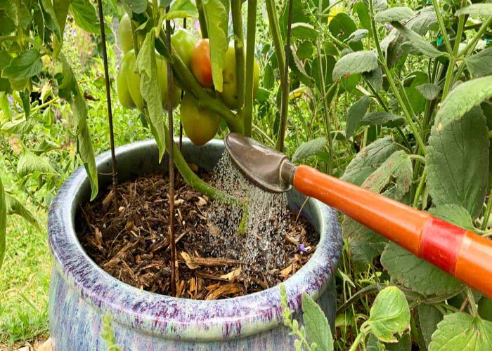 Watering Tomatillo Plants