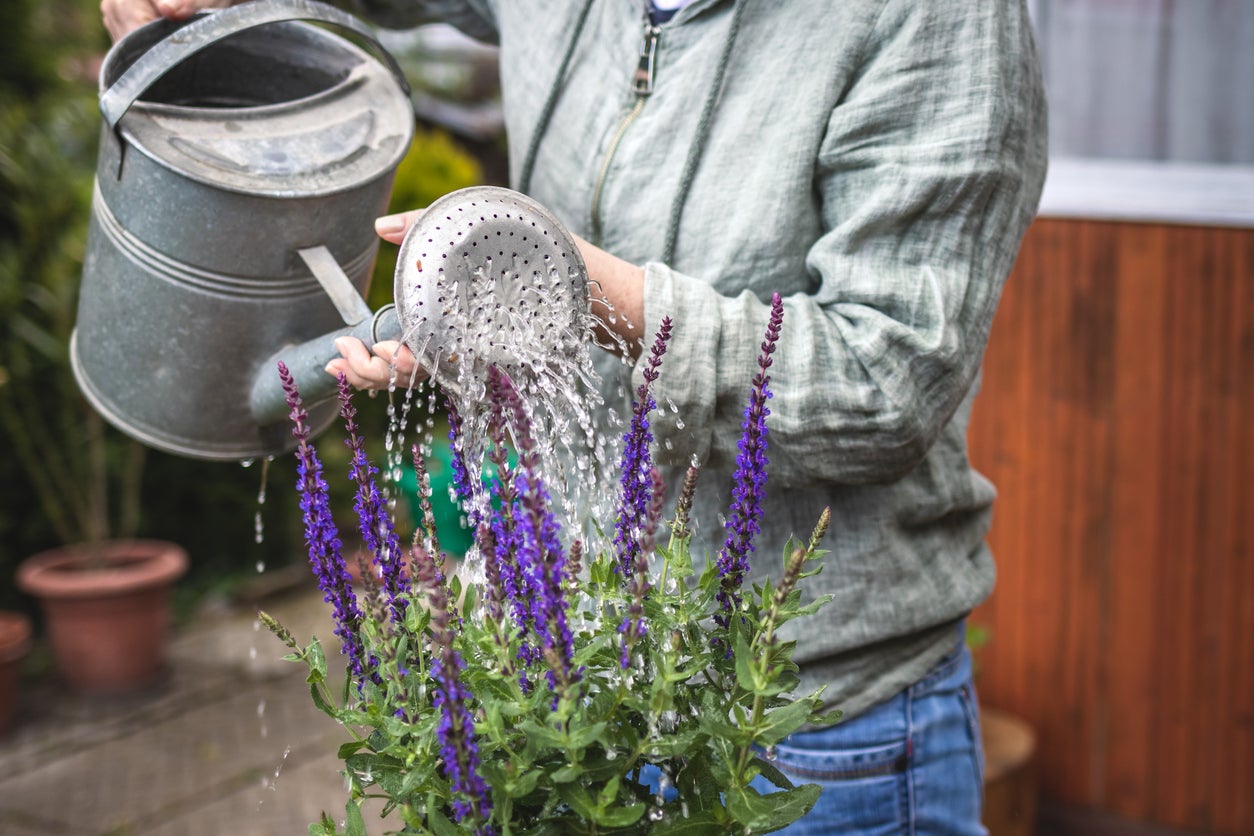 Watering Your Salvias After Staking