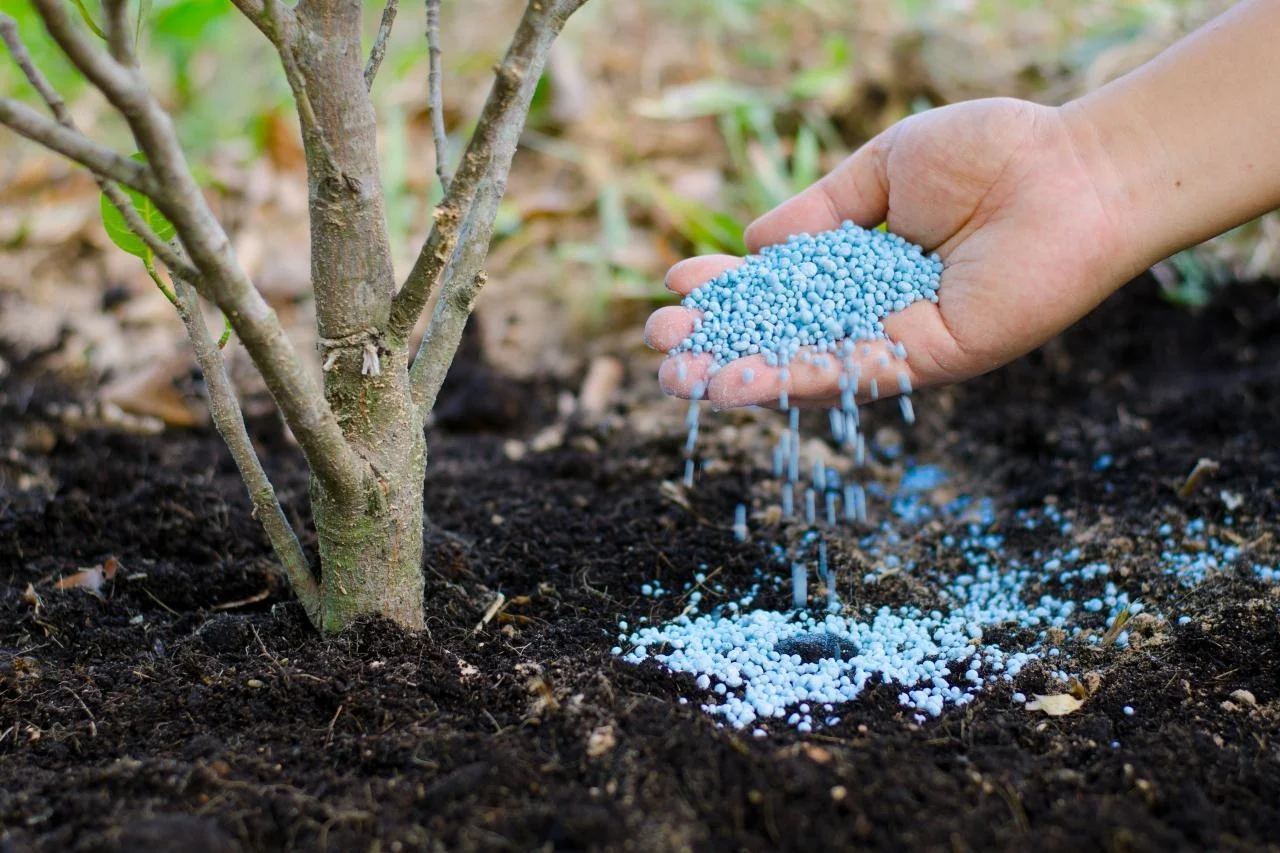 Watering and Fertilizing